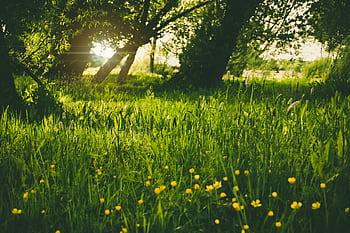 A serene sunlit meadow with lush green grass and yellow wildflowers. HD wallpaper