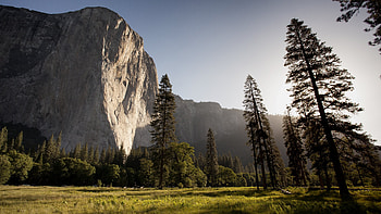 Yosemite National Park, Pine Trees HD wallpaper