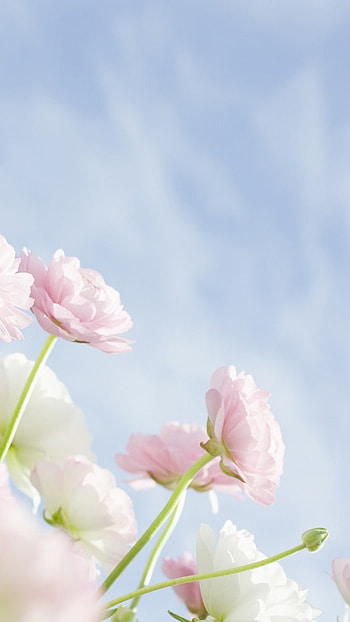 May Background, Floral Background, Nature HD phone wallpaper