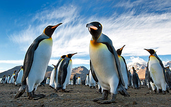 Animals, Pinguins, Sky, Mountains, Land, Earth, Antarctica, Royal, Colony, South Georgia HD wallpaper
