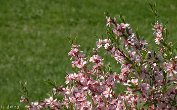 Flowers, Leaves, Bloom, Flowering, Branch HD wallpaper