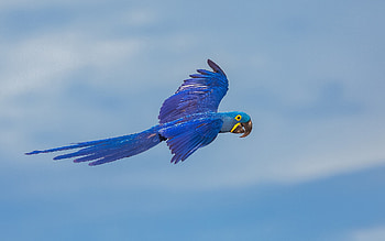 Hyacinth macaw, blue parrot, blue macaw, macaw in flight, parrots, South America HD wallpaper