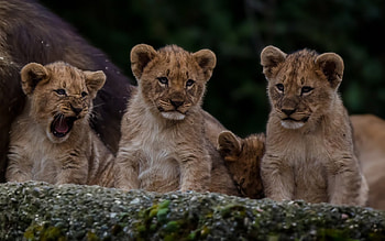 the young ones !!, big cats, the young ones, , cubs, lions HD wallpaper