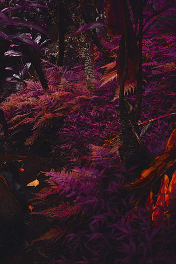 Plants, Nature, Violet, Fern, Thick, Purple, Tropical, Jungle HD phone wallpaper