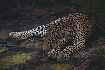 Animals, Leopard, Predator, Big Cat, Wildlife, Sleep, Dream HD wallpaper