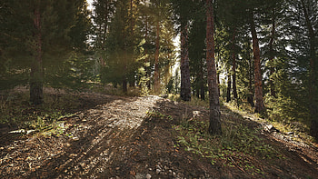 Arena Breakout: Infinite - Forest, video game, Arena Breakout: Infinite HD wallpaper