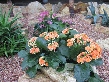 Spring perfume day 43, graphy, Cactus, garden, orange, rocks, stones, purple, pink, Kalanchoe, green, Flowers, leaf HD wallpaper