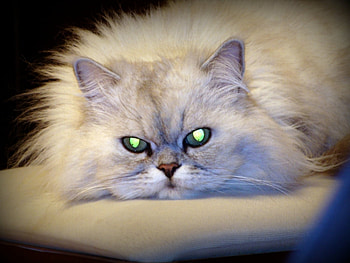 Animals, Cats HD wallpaper