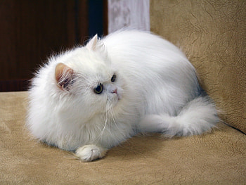 Animals, Cats HD wallpaper