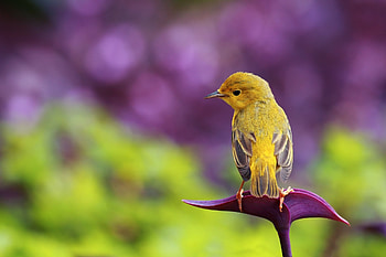 Animals, Grass, Plant, Glare, Bird, Sit, Sheet, Leaf, Color HD wallpaper