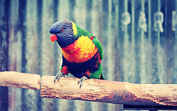 Animals, Parrots, Multicolored, Motley, Branch HD wallpaper