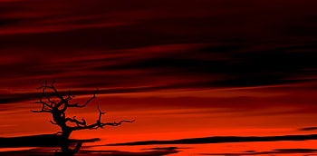 Sky, Twilight, Dark, Wood, Tree, Dusk HD wallpaper