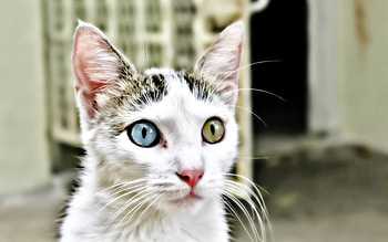 Animals, Cat, Muzzle, Heterochromia, Different Eyes HD wallpaper