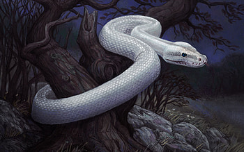 Stones, Art, Night, Wood, Tree, Snake HD wallpaper