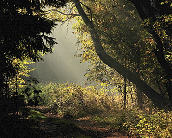 Polish golden autumn beauty, golden, polish, autumn, beauty, poland HD wallpaper