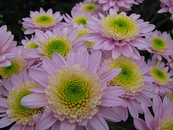 Plants, Flowers HD wallpaper