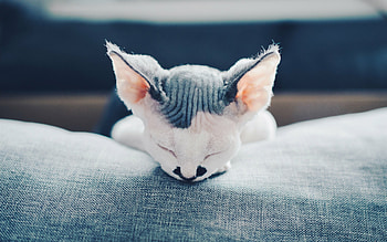 Sleeping, Devon Rex HD wallpaper