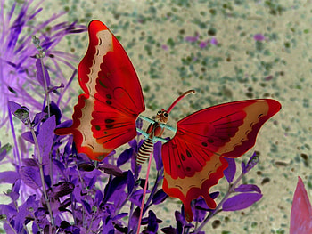 Perfectly Red in Nature, purple, butterfly, animals, red, nature, flowers HD wallpaper