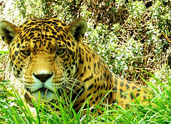 Leopard, artwork, cat, grass, predator, tree HD wallpaper