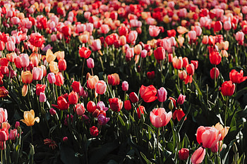 Farm, tulips, plants, red HD wallpaper