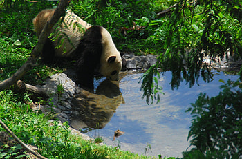 The Ol' Watering Hole, bear, black and white, green, trees, pool, water, pond, panda HD wallpaper