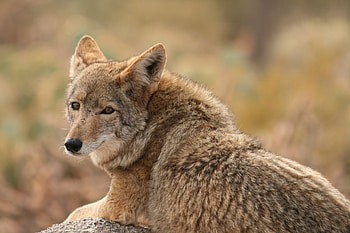 Animals, Dog, Predator, Wolf, Coyote HD wallpaper