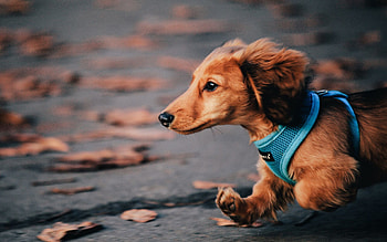 Animals, Dog, Ears, Run HD wallpaper