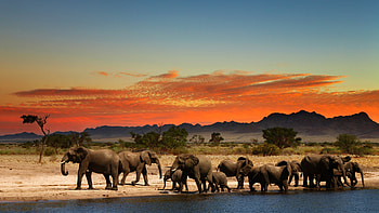 Elephant herd, Elephants HD wallpaper