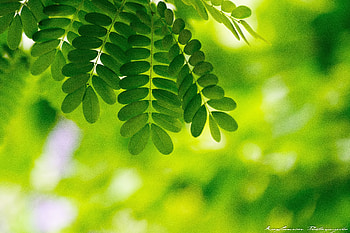 Plants, Leaves, Macro HD wallpaper