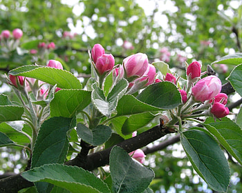 apple blooms , apple, blooms HD wallpaper