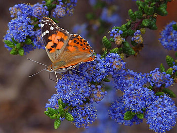 BUTTERFLY ALIT ON FLOWERS, gorgeous, beautiful, flowers, butterfly HD wallpaper