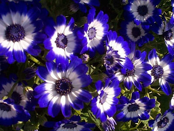 orkid baby, beauty gardening, cars HD wallpaper