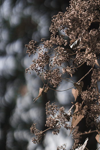 Nature, Flowers, Web, Plant, Macro HD phone wallpaper