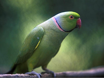 Parrot, animal, bird, green HD wallpaper
