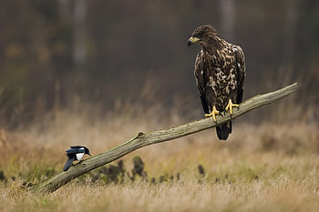 Conversation, unequal, bird, forest, eagle HD wallpaper