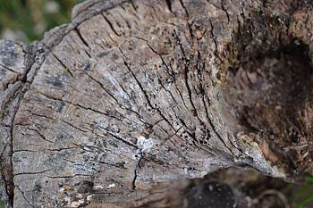 The Old TreeStump, Fauna, Flora, Shapes, Tree HD wallpaper