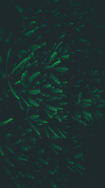 Nature, Needle, Pine, Dark, Wood, Tree, Branches HD phone wallpaper