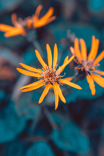 Flowers, Plant, Macro, Petals HD phone wallpaper