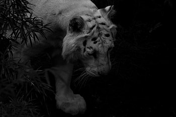 Animals, Dark, Predator, Tiger, Shadows, White Tiger HD wallpaper