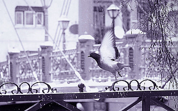 Animals, Snow, Bird, Flight, Fence, Wings HD wallpaper
