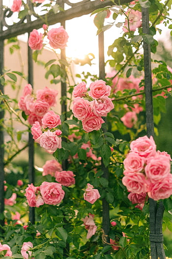 Beautiful pink roses blooming against a metal fence in sunlit garden scenery. Perfect for nature graphy. HD phone wallpaper