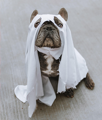 Funny, Animals, Dog, Cloth, Sight, Opinion, Pug HD phone wallpaper