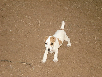 Pancho ;), white, dogs, cute, beautiful, small, little, brown, animals, love, heart, lovely HD wallpaper