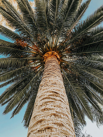 Top, Miscellanea, Miscellaneous, Wood, Tree, Palm, Crown, Krone HD phone wallpaper
