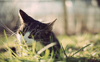 Animals, Grass, Cat, Muzzle, Peek Out, Look Out HD wallpaper