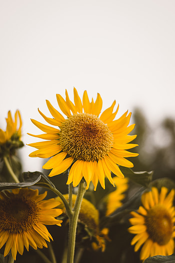 Flowers, Flower, Plant, Bloom, Flowering, Sunflower HD phone wallpaper
