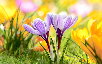 Crocuses, purple, flowers, spring HD wallpaper