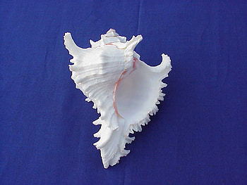 Frilly Shell, sea, shell, frill, beautiful HD wallpaper