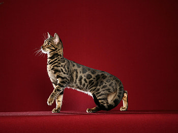 Captivating bengal cat, Wild and adventurous, Exquisite beauty, Mesmerizing colors HD wallpaper