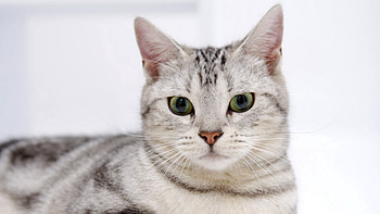 Animals, Cat, Muzzle, Striped, Sight, Opinion, Fear, Misgiving HD wallpaper